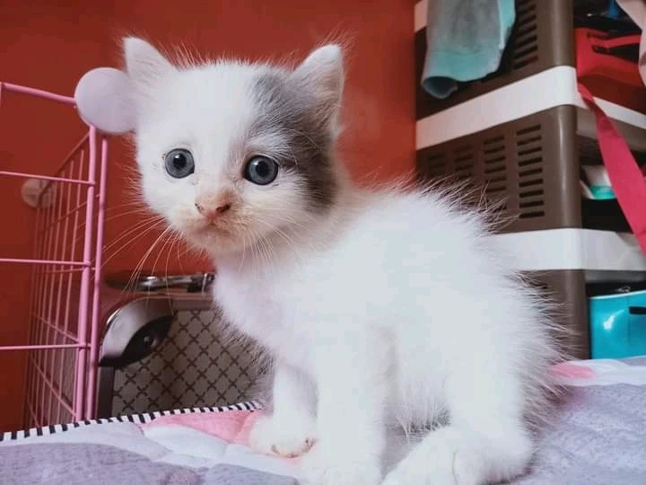 Gambar diunggah oleh Hendra Hendriansyah