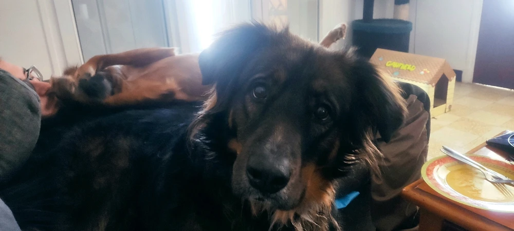 Image ajoutée par Elwinna