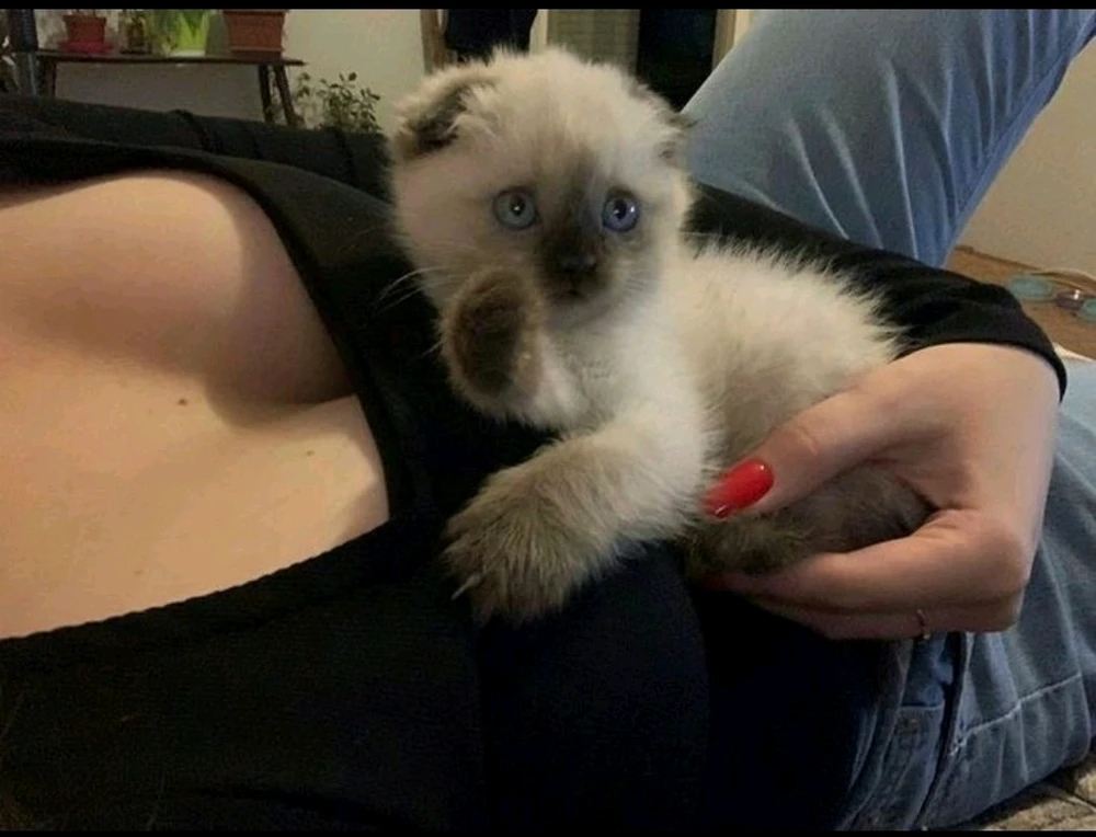 my gf got a cat any cute name ideas