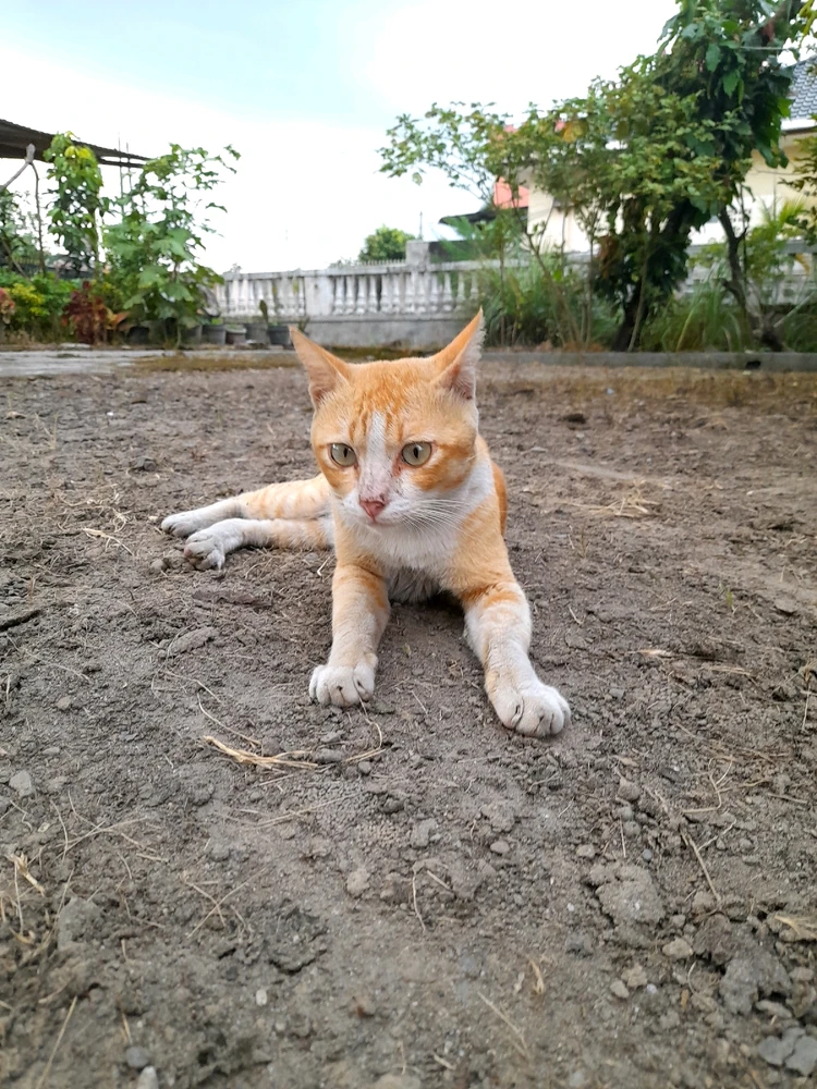Image uploaded by ilovecatsmorethanyou