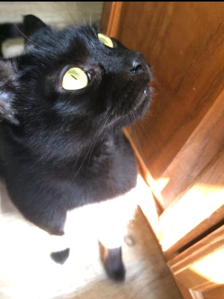 Image uploaded by Apollo