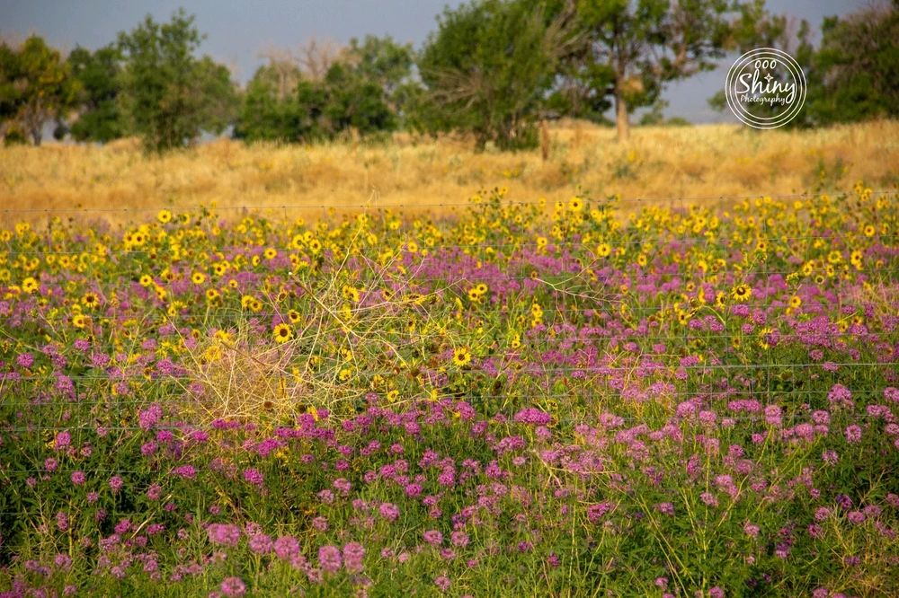 Image uploaded by Jonathan