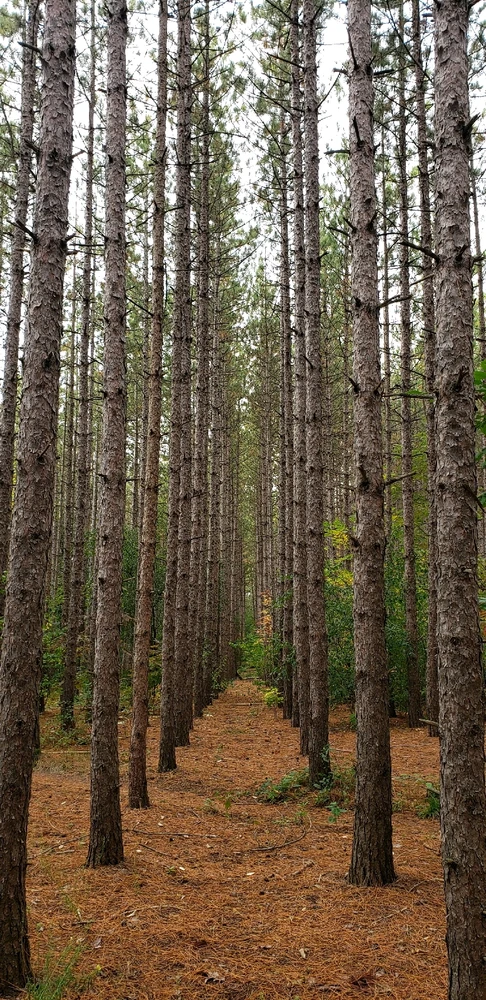 Looking forward to Spring walks..