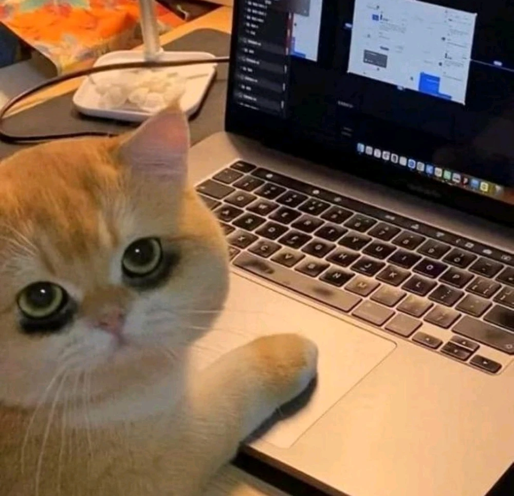 Gambar diunggah oleh Orang Dalam