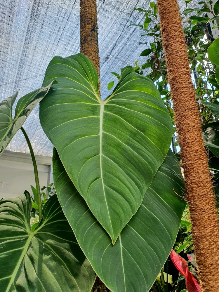 Image uploaded by ミコ