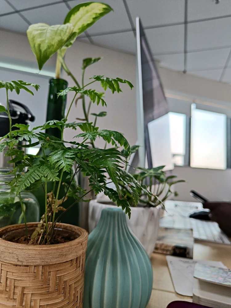 Image uploaded by G1