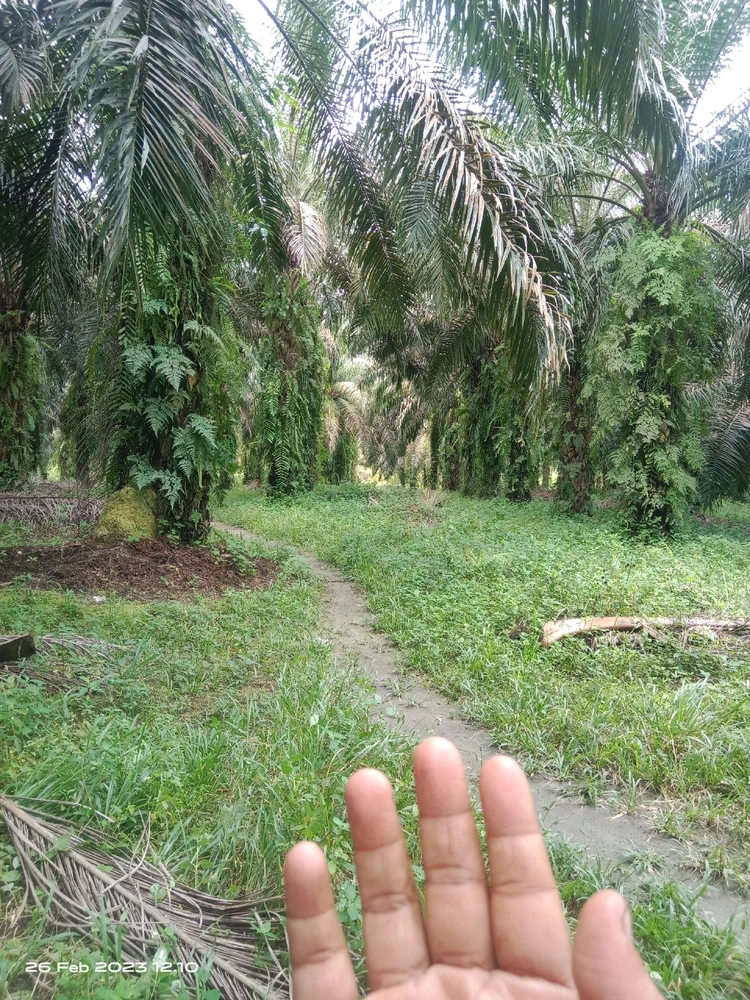 Image uploaded by Desi Harianja