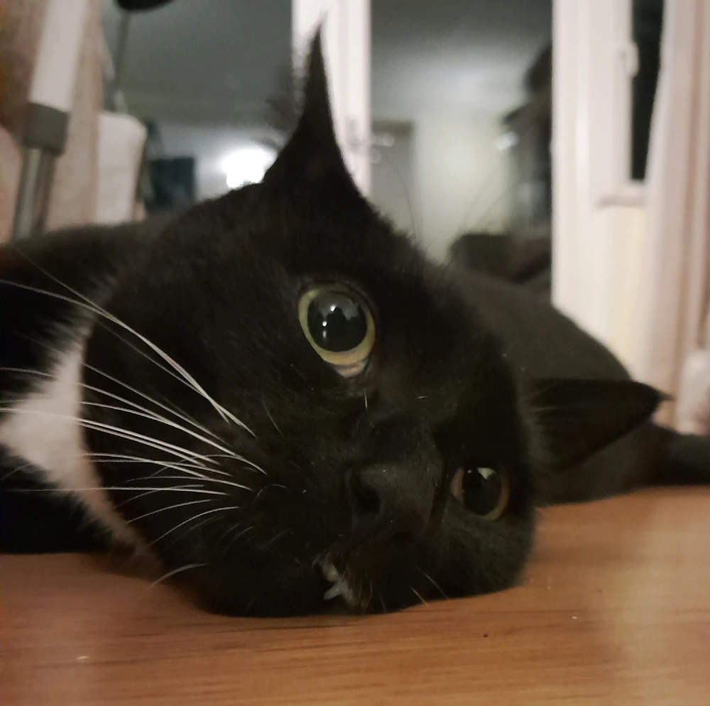 Image uploaded by Zoe