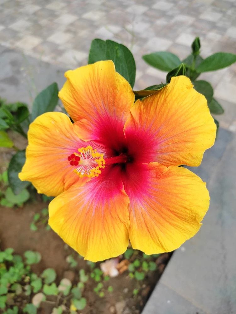Image uploaded by Arunesh