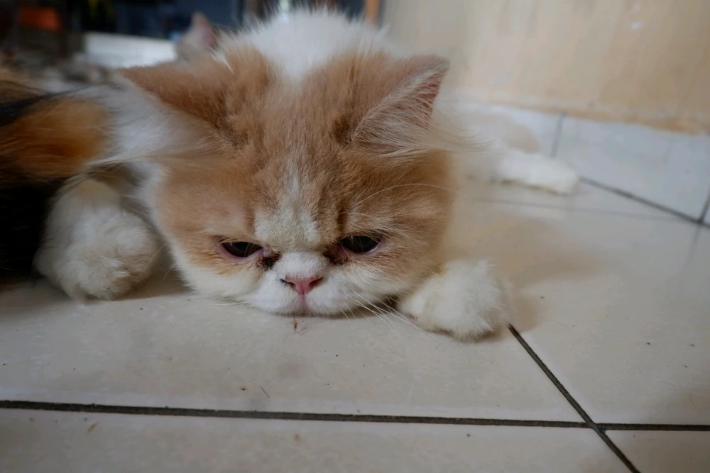 Gambar diunggah oleh Moch ali