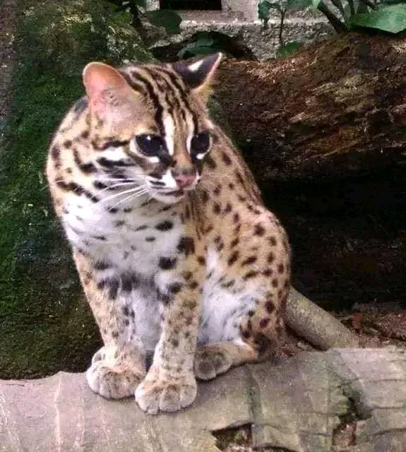 Gambar diunggah dening ♥️ Silly_girl 😘