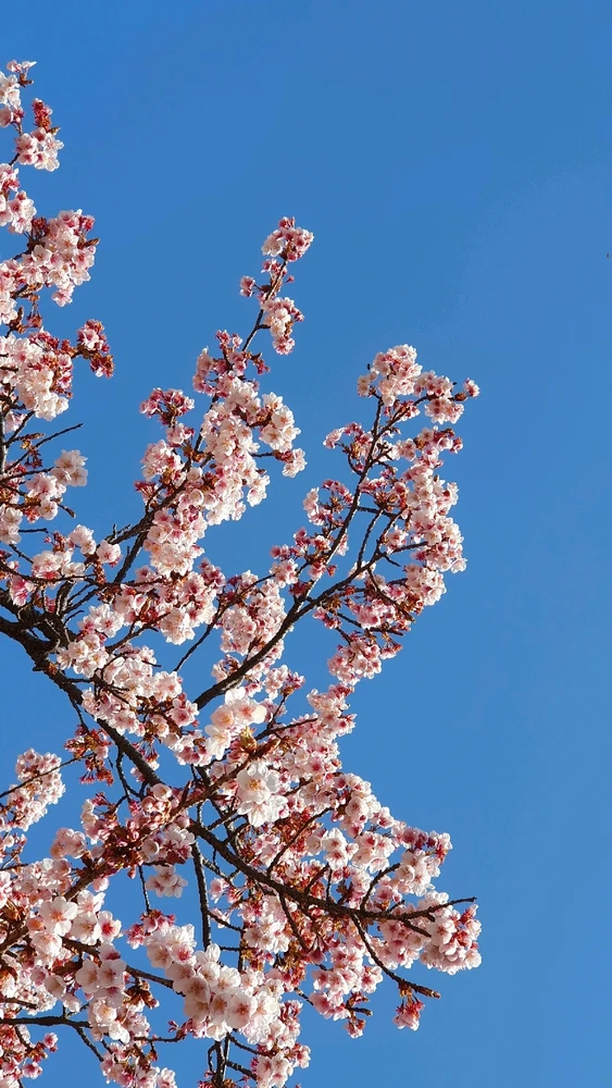 Boo 初めました！💪