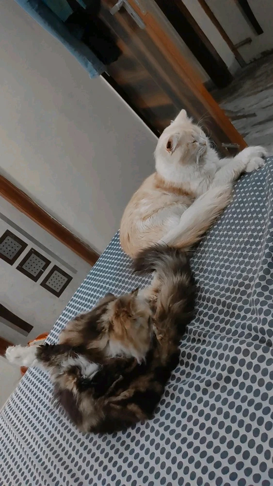 Image uploaded by Kausar Farooqui
