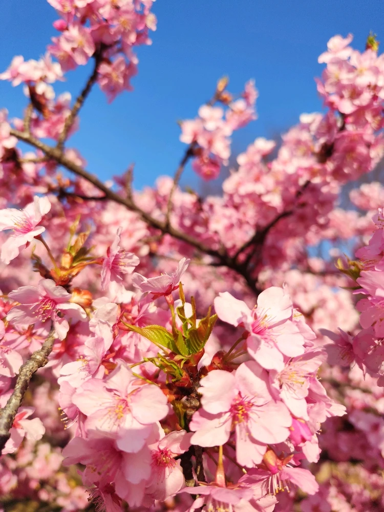 Image uploaded by Mukinam