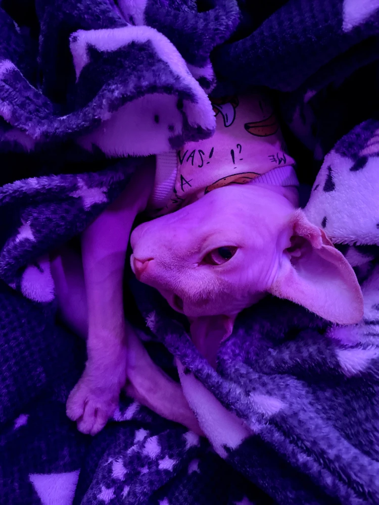 Image uploaded by Neнастье🪼