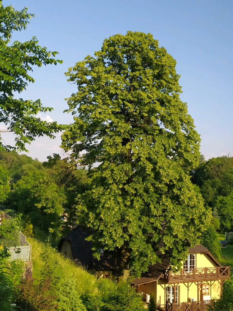 Image uploaded by Mitsu