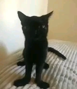 Imagem enviada por Lara Eduarda