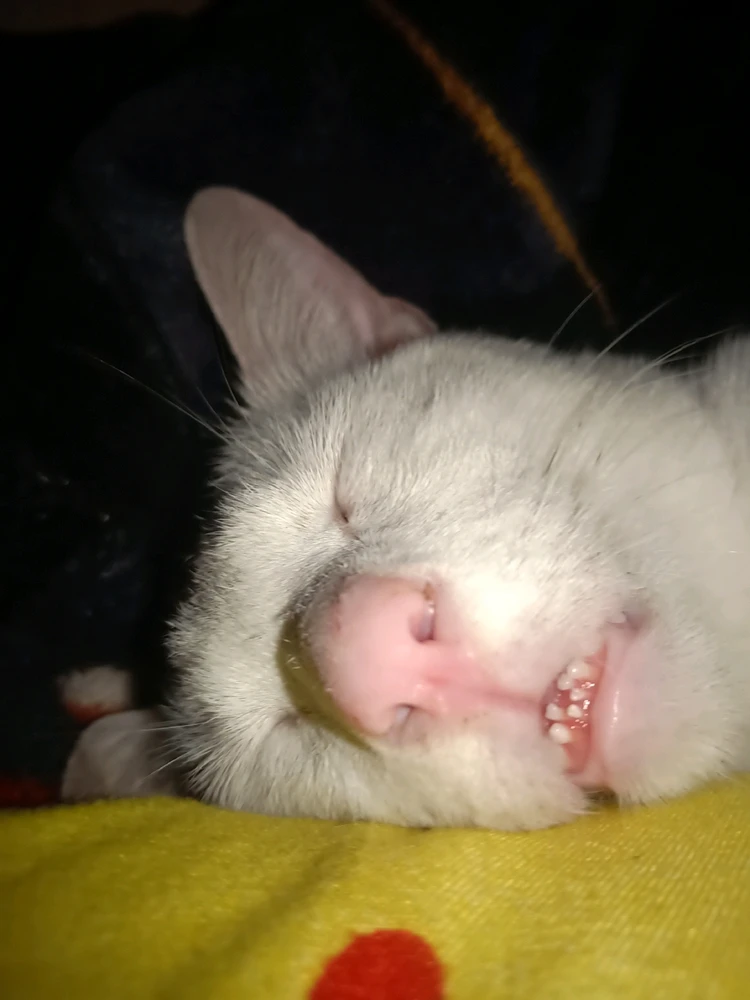 I-upload ni Ginoong Mang-aawit ang larawan