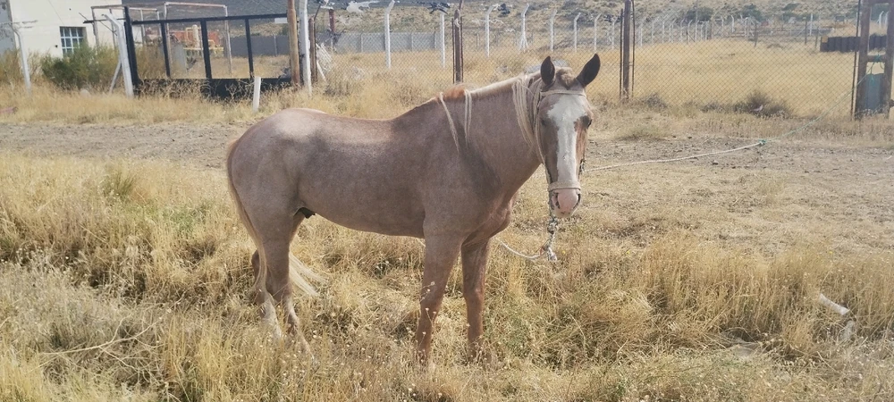 Image uploaded by Nicolás