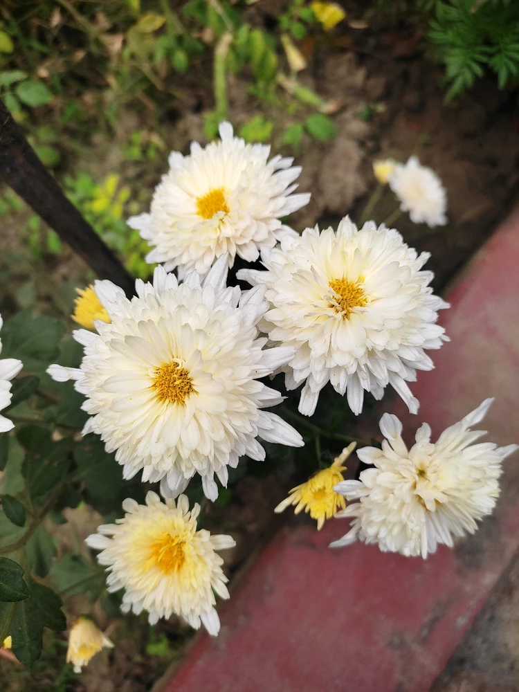 Image uploaded by Arunesh