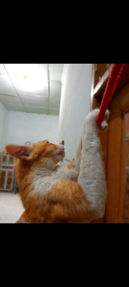 Gambar diunggah ku ilovecatsmorethanyou