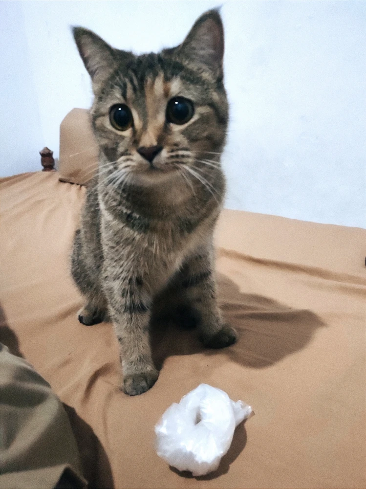 Gambar diunggah dening 𝓢𝓮𝓻𝓮𝓷 • 𝓢𝓮𝓻𝓮𝓷𝓭𝓲𝓹𝓲𝓽𝔂