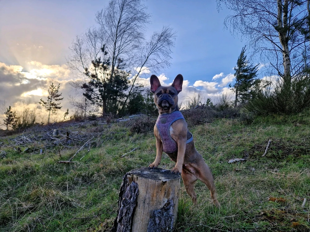 Image uploaded by Callum