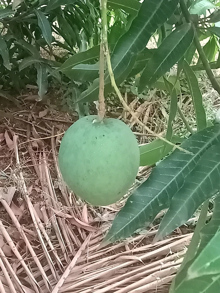 Who loves Mangoes 🥭 ?