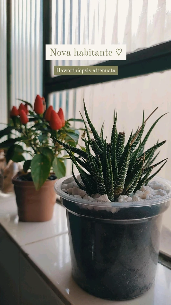 Imagem enviada por Bru