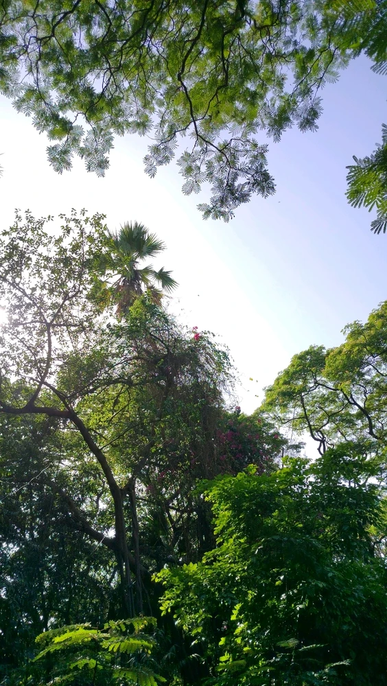 Beautiful trees blowing by the strong wind but still looking beautiful