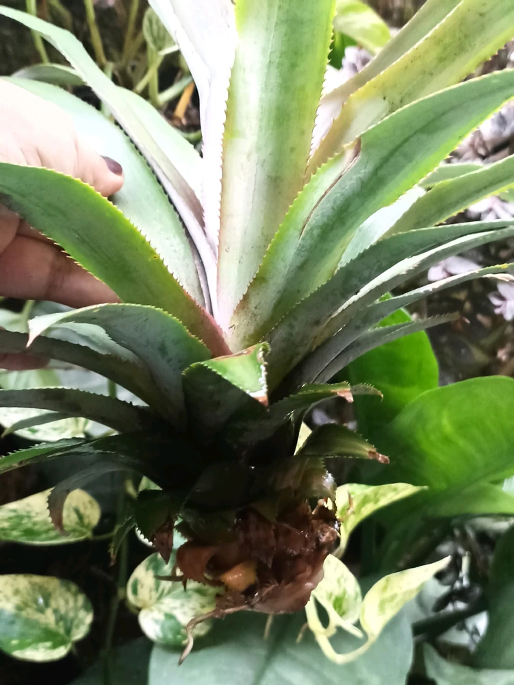Ananas comosus