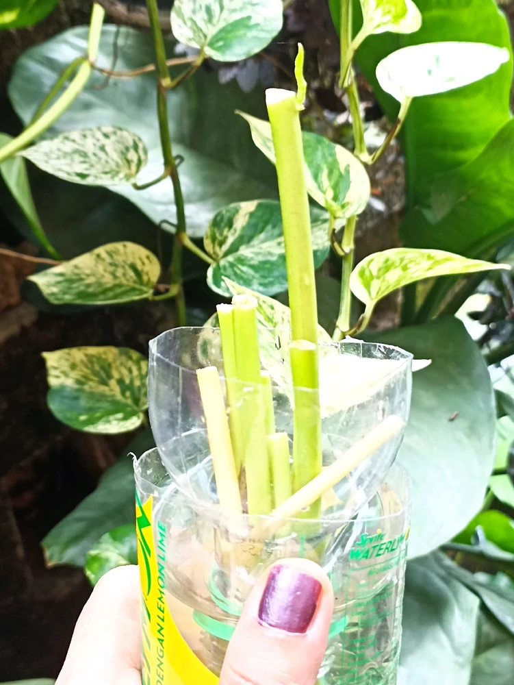 Gambar diunggah oleh Kate