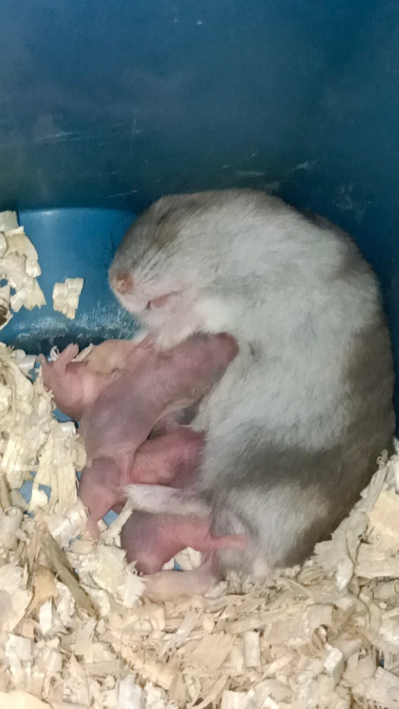 Bubu with her children 