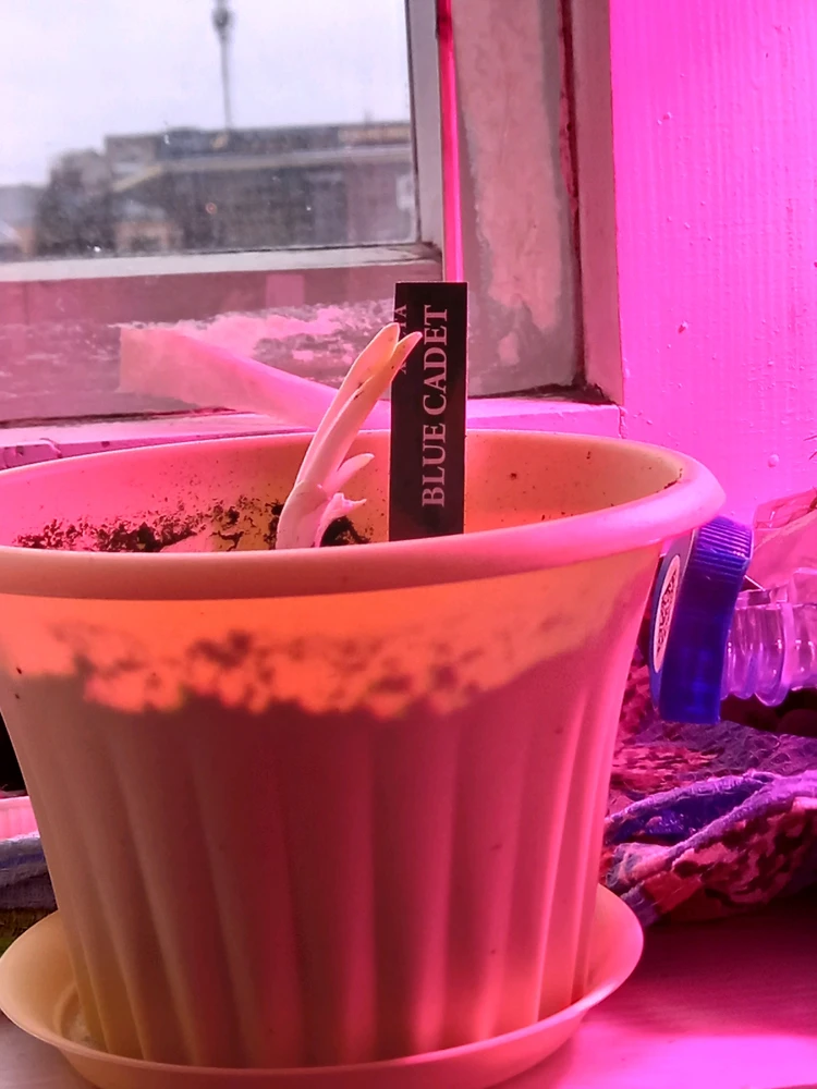 Image uploaded by Liva🫒