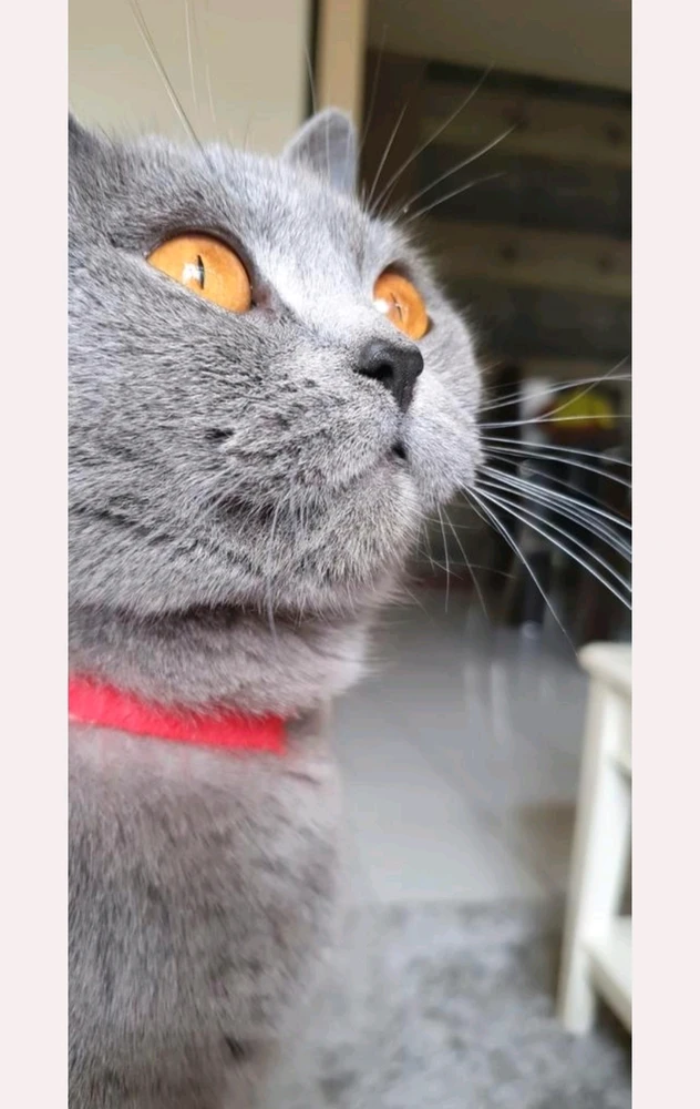 Image uploaded by Master