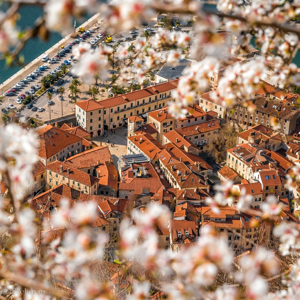 Happy blooming season 🌸