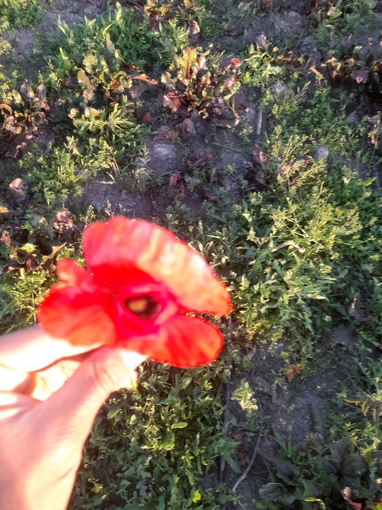 Image ajoutée par Khemais