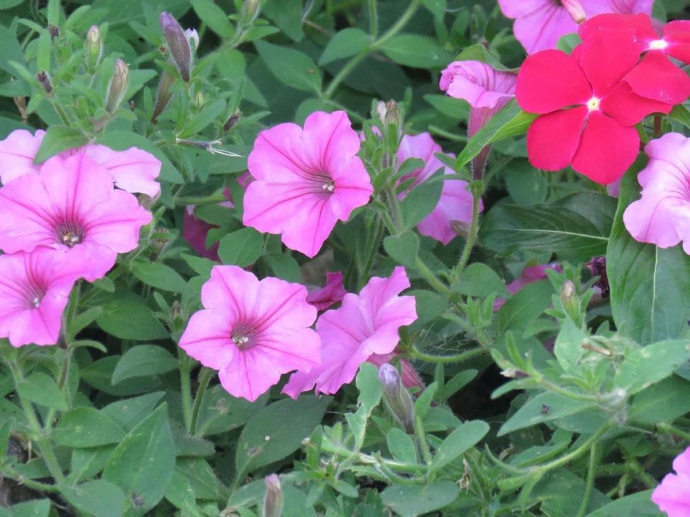 Image uploaded by Ossandra