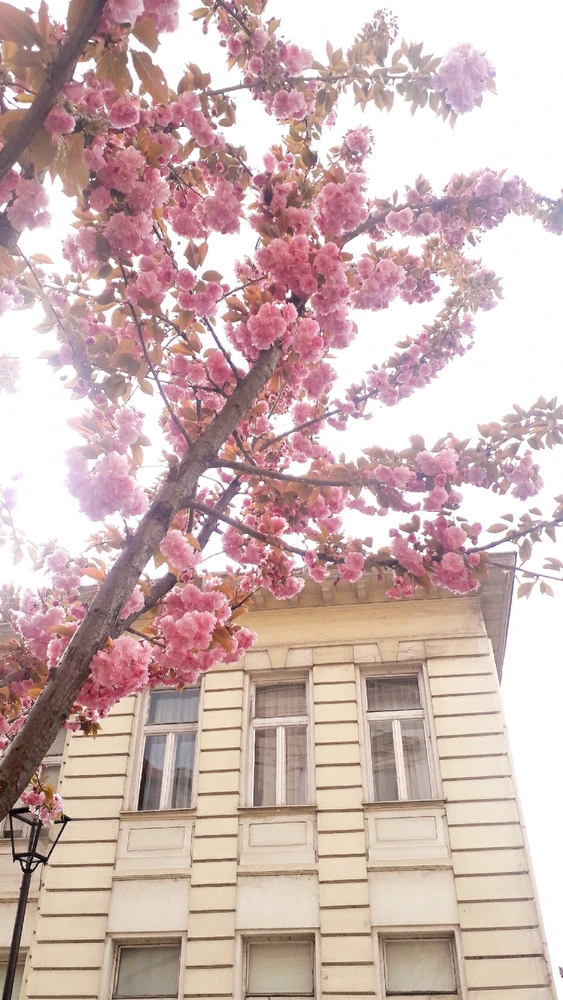 Image uploaded by Mila