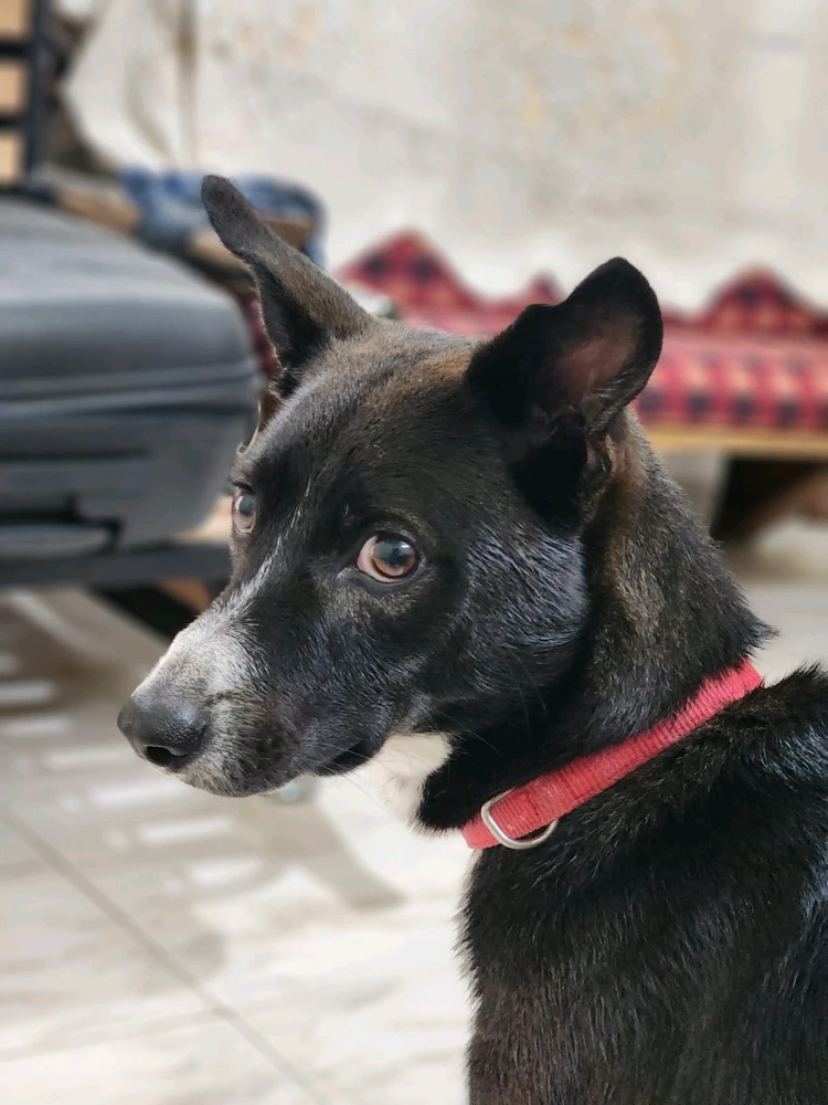 Adwaith അപ്‌ലോഡ് ചെയ്ത ചിത്രം