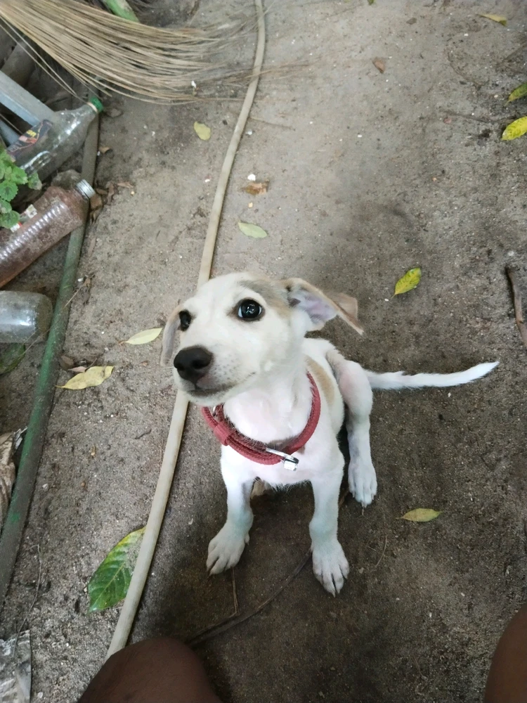 Image uploaded by Sankar