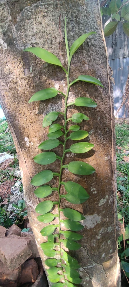 Image uploaded by Sanu