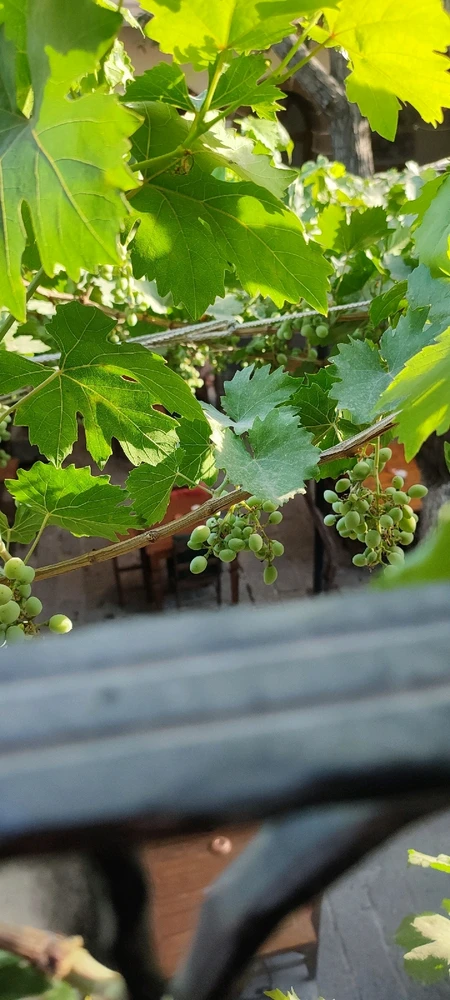 Image uploaded by Dewi