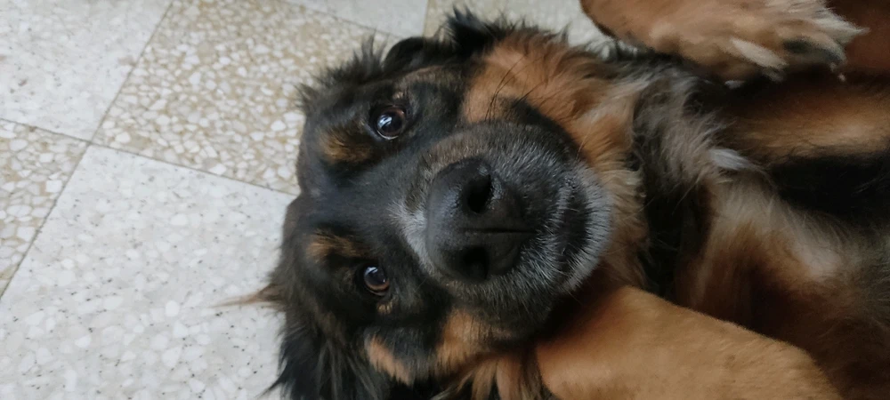 Image ajoutée par Elwinna