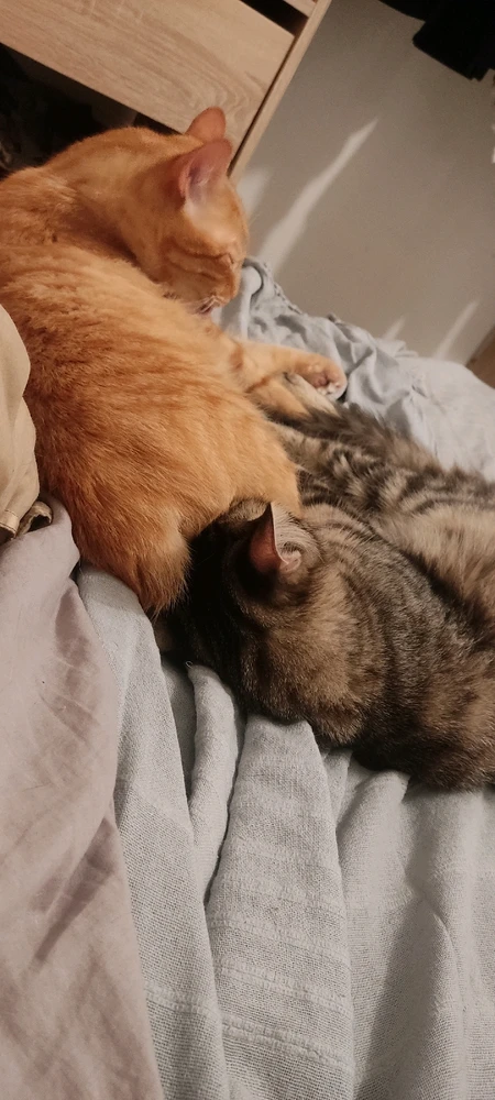 Image ajoutée par Elwinna