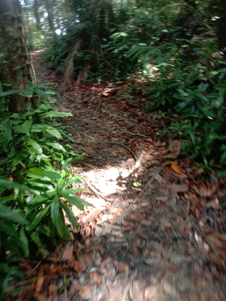 Image uploaded by Nur Faz
