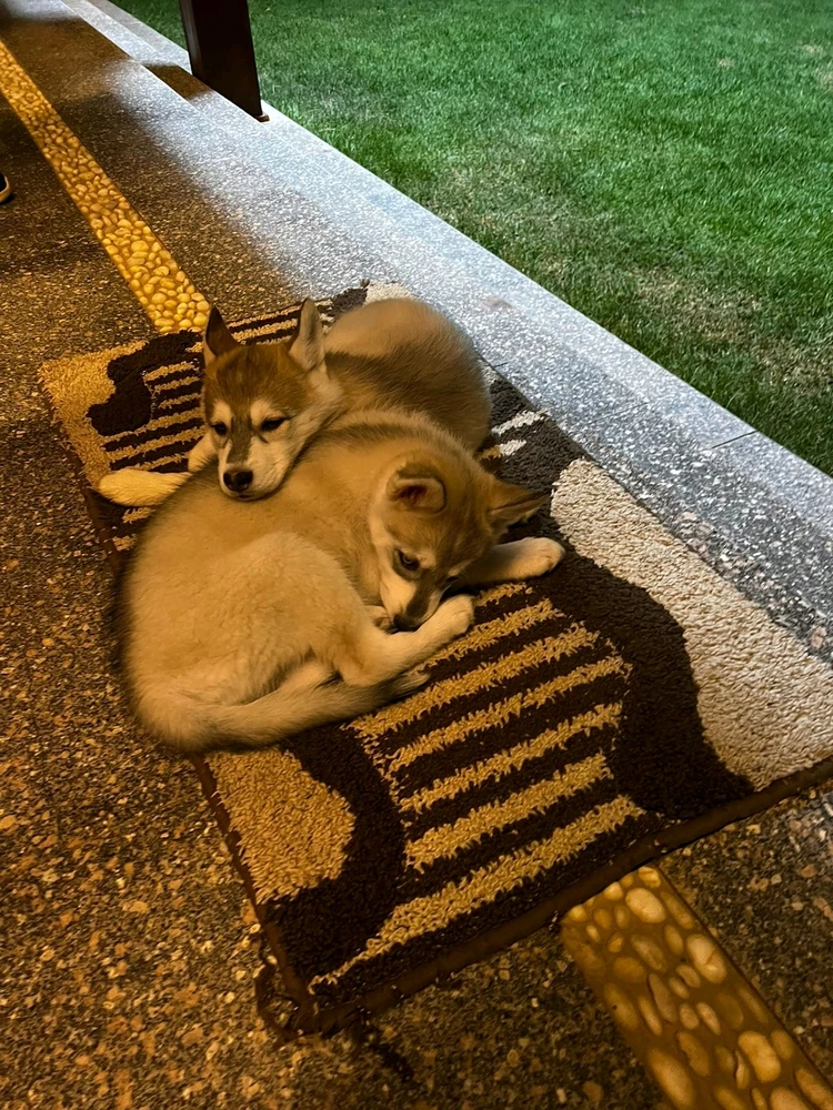 صورة رفعها ahmed