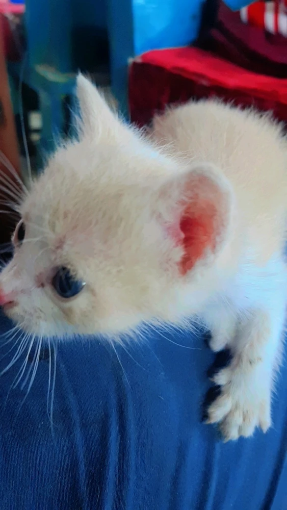 Imagen subida por Adagi