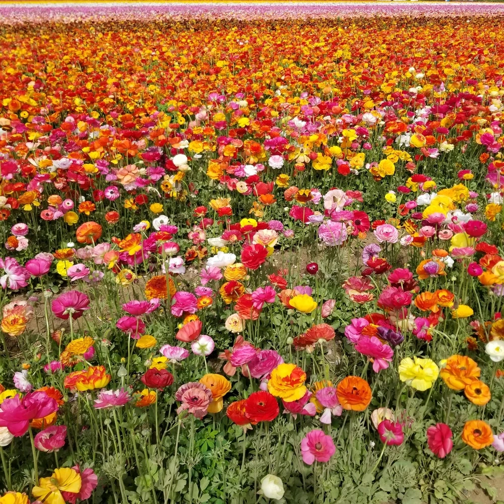 Image uploaded by Majin Boo