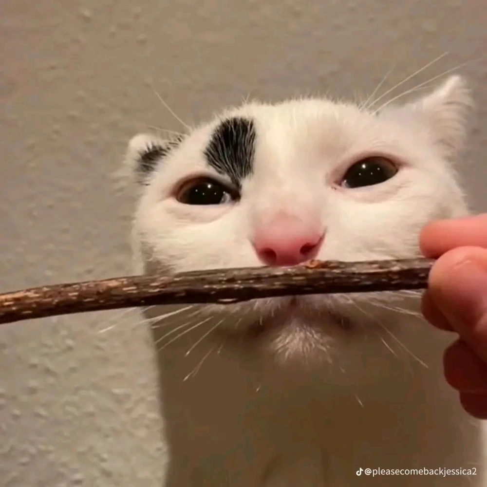 Linc上傳的圖片